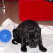 Staffordshire bull terrier Kess