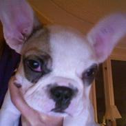 Fransk bulldog Eddie