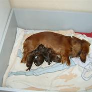 Dværggravhund frida