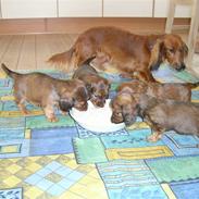 Dværggravhund frida