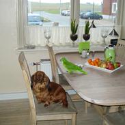 Dværggravhund frida