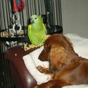 Dværggravhund frida