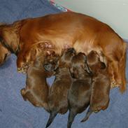 Dværggravhund frida