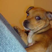 Staffordshire bull terrier Gato