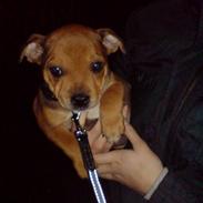 Staffordshire bull terrier Gato