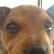 Staffordshire bull terrier Gato