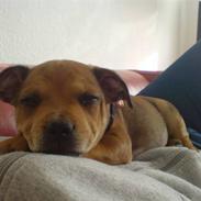 Staffordshire bull terrier Gato