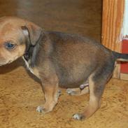 Staffordshire bull terrier Gato