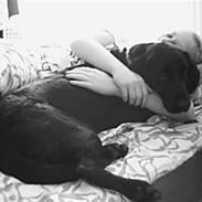 Labrador retriever Emma