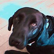 Labrador retriever Emma