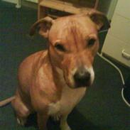 Blanding af racer Freja