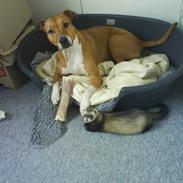 Blanding af racer Freja