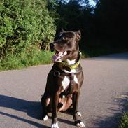 Amerikansk staffordshire terrier Armani ( Marni )