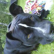 Amerikansk staffordshire terrier Armani ( Marni )