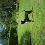 Amerikansk staffordshire terrier Armani ( Marni )