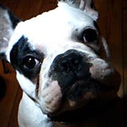 Fransk bulldog Timitu