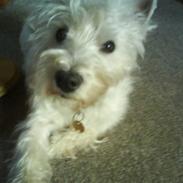 West highland white terrier Mickey