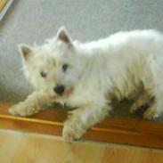 West highland white terrier Mickey