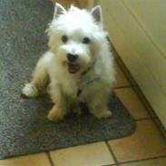 West highland white terrier Mickey