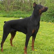 Dobermann Boss von Holms