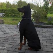 Dobermann Boss von Holms