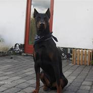 Dobermann Boss von Holms