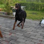 Dobermann Boss von Holms