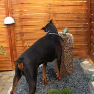 Dobermann Boss von Holms