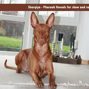 Pharaohound Faouziahs Electra aka Sve