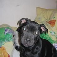 Staffordshire bull terrier Dizny