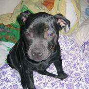 Staffordshire bull terrier Dizny