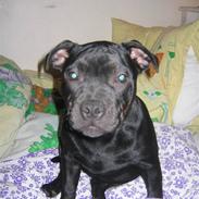 Staffordshire bull terrier Dizny