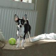 Chihuahua Nynne