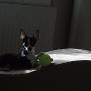 Chihuahua Nynne