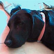 Labrador retriever Emma