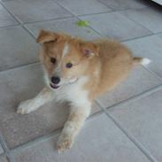 Shetland sheepdog Shelty * R.I.P *