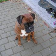 Boxer Bosse savner dig :/