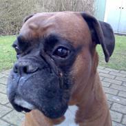 Boxer Bosse  savner dig :/