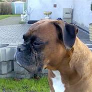 Boxer Bosse  savner dig :/