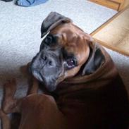Boxer Bosse savner dig :/
