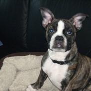 Blanding af racer eng bulldog/boston terrie
