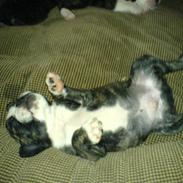 Blanding af racer eng bulldog/boston terrie