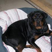 Rottweiler Chiva