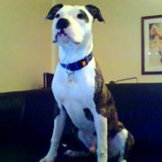 Amerikansk staffordshire terrier Shrek