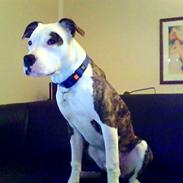 Amerikansk staffordshire terrier Shrek