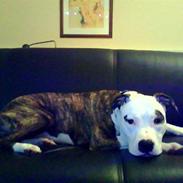 Amerikansk staffordshire terrier Shrek