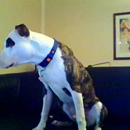 Amerikansk staffordshire terrier Shrek