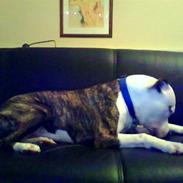 Amerikansk staffordshire terrier Shrek