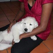 Golden retriever Bambus
