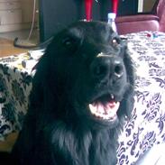 Flat coated retriever Carsu